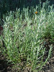 artemisia palmeri